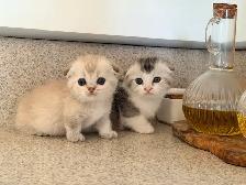 Munchkin Scottish Fold Kittens (Boy&Girl)