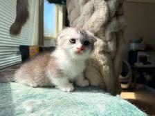 Munchkin Scottish Fold Kittens (Boy&Girl) - Photo 3