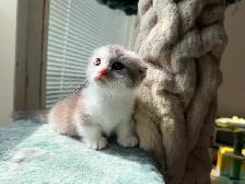 Munchkin Scottish Fold Kittens (Boy&Girl) - Photo 4