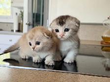 Munchkin Scottish Fold Kittens (Boy&Girl) - Photo 5
