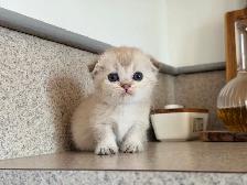 Munchkin Scottish Fold Kittens (Boy&Girl) - Photo 6