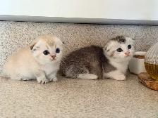 Munchkin Scottish Fold Kittens (Boy&Girl) - Photo 7
