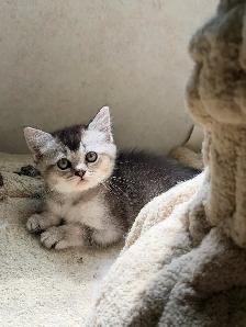 Ragdoll Scottish Straight Kittens