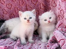 Ragdoll Scottish Straight Kittens - Photo 2