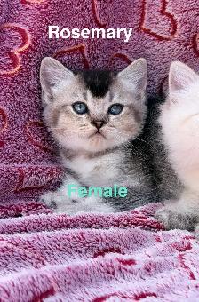 Ragdoll Scottish Straight Kittens - Photo 3