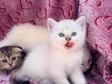 Ragdoll Scottish Straight Kittens - Photo 5