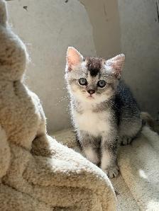 Ragdoll Scottish Straight Kittens - Photo 7