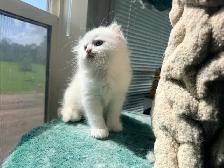 Ragdoll Scottish Straight Kittens - Photo 8