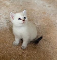 Ragdoll Scottish Straight Kittens - Photo 9