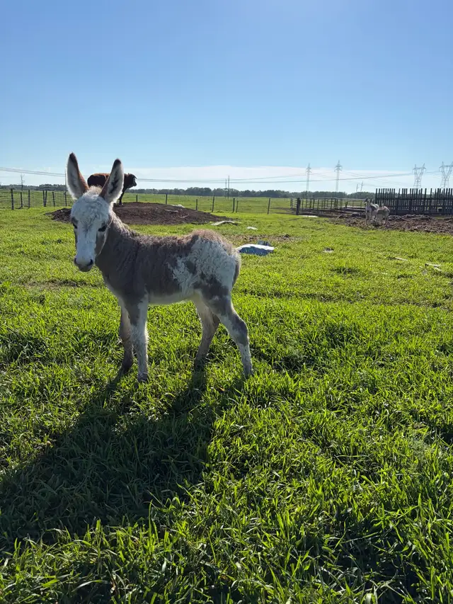 mini Jenny donkey