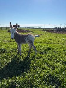 mini Jenny donkey