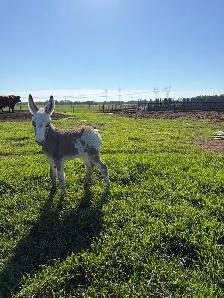mini Jenny donkey - Photo 2