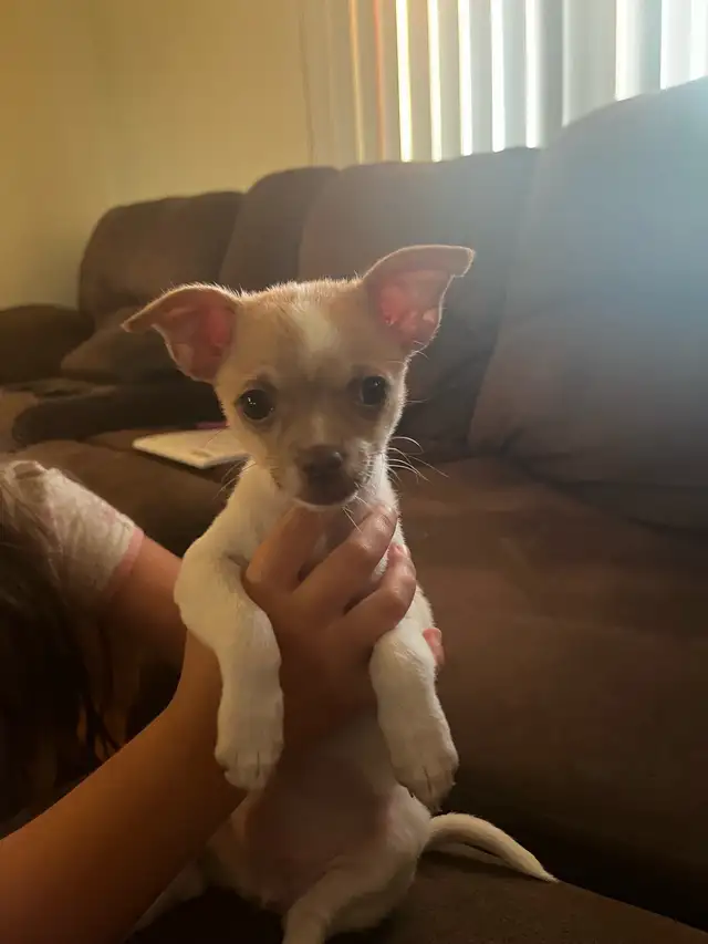 chihuahua femelle