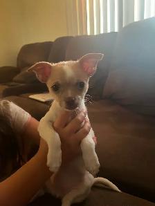 chihuahua femelle