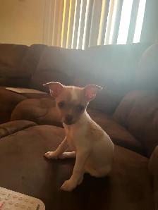 chihuahua femelle - Photo 2