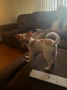chihuahua femelle - Photo 3