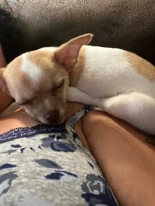 chihuahua femelle - Photo 4