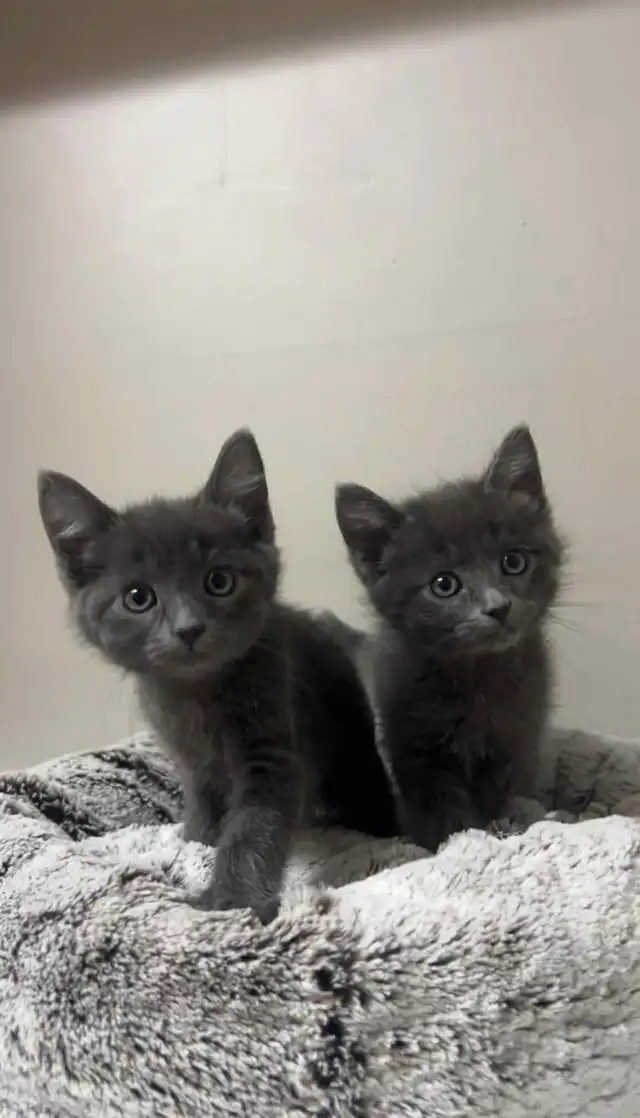 Russian blue kitten for sale