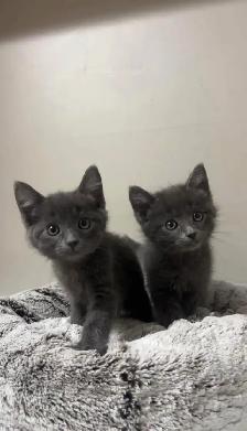 Russian blue kitten for sale