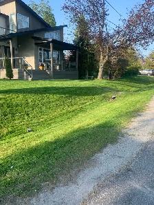 Property service  Lawn mowing - Photo 3