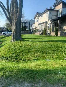 Property service  Lawn mowing - Photo 4