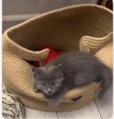 beautiful baby kitten ready to go