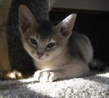 Merveilleux Chatons ABYSSIN - Photo 2