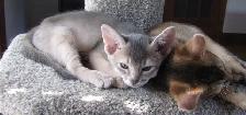 Merveilleux Chatons ABYSSIN - Photo 3