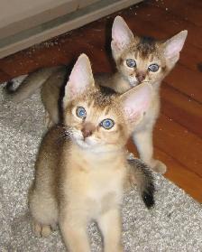Merveilleux Chatons ABYSSIN - Photo 4