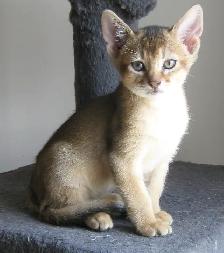 Merveilleux Chatons ABYSSIN - Photo 5