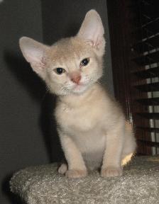Merveilleux Chatons ABYSSIN - Photo 6