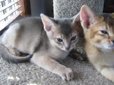 Merveilleux Chatons ABYSSIN - Photo 7