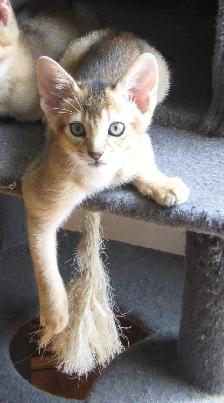 Merveilleux Chatons ABYSSIN - Photo 8