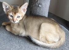 Merveilleux Chatons ABYSSIN - Photo 9
