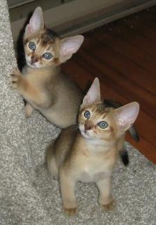 Merveilleux Chatons ABYSSIN - Photo 10