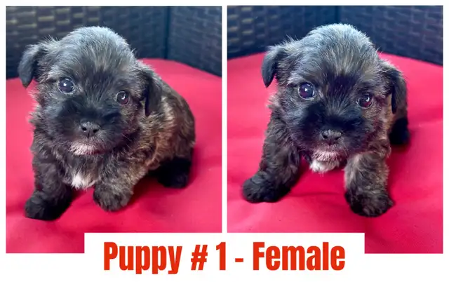 Adorable Shihpoo Puppies for Sale!