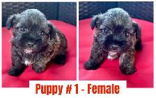 Adorable Shihpoo Puppies for Sale!