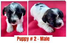 Adorable Shihpoo Puppies for Sale! - Photo 2