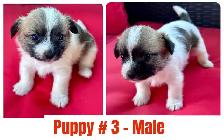 Adorable Shihpoo Puppies for Sale! - Photo 3