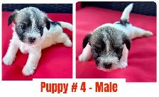 Adorable Shihpoo Puppies for Sale! - Photo 4