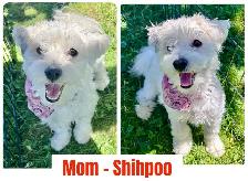 Adorable Shihpoo Puppies for Sale! - Photo 5