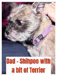 Adorable Shihpoo Puppies for Sale! - Photo 6