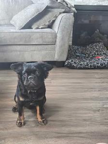 Frenchie Mix