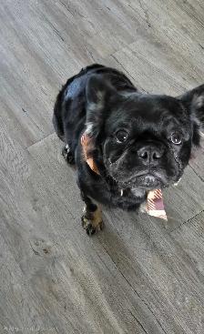 Frenchie Mix - Photo 2