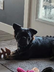 Frenchie Mix - Photo 3