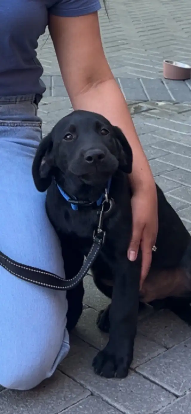 Beautiful 11.5-Week-Old CKC  Male Labrador Puppy
