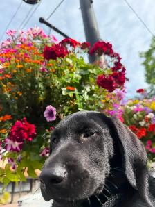 Beautiful 11.5-Week-Old CKC  Male Labrador Puppy - Photo 2