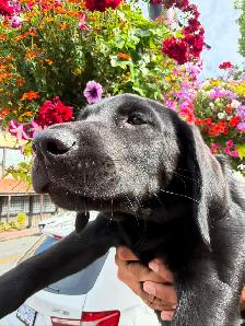 Beautiful 11.5-Week-Old CKC  Male Labrador Puppy - Photo 3