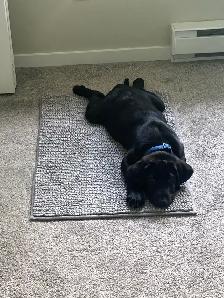Beautiful 11.5-Week-Old CKC  Male Labrador Puppy - Photo 4