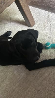 Beautiful 11.5-Week-Old CKC  Male Labrador Puppy - Photo 5